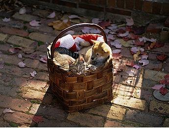 《绝地潜兵2》新补丁上线 引入自动踢出AFK玩家功能